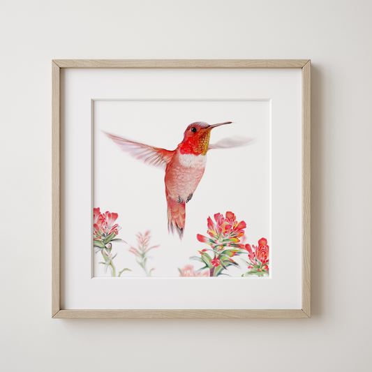 Art Print | Hummingbird | 12" x 12" (frame/matboard not included)