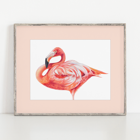 Art Print | American Flamingo | 12" x 9" (frame/matboard not included)